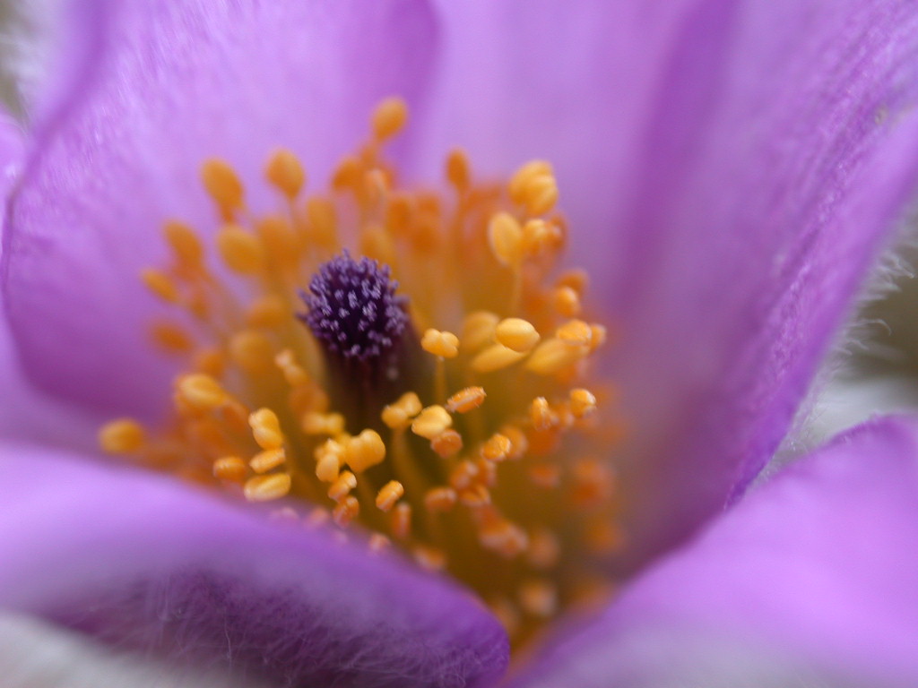 Pulsatilla vulgaris / Pulsatilla comune